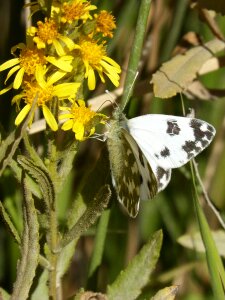 Libar flower wings photo