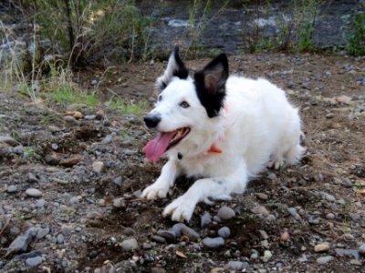 Happy Dog Max photo