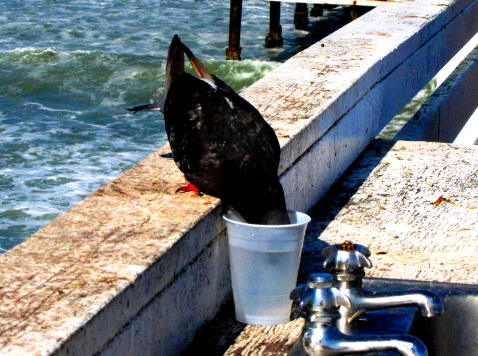 Keeping a Cool Head, Cyrstal Pier, San Diego