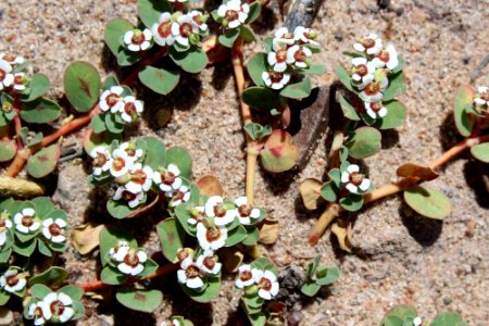 06-04-17 0232 Euphorbia albomarginata