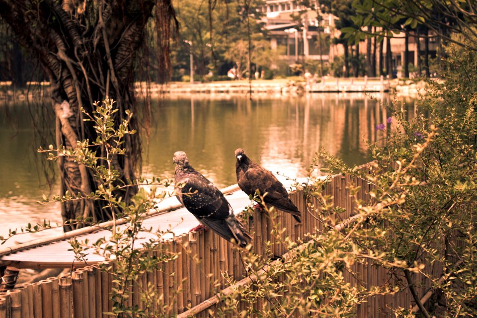 Pigeons