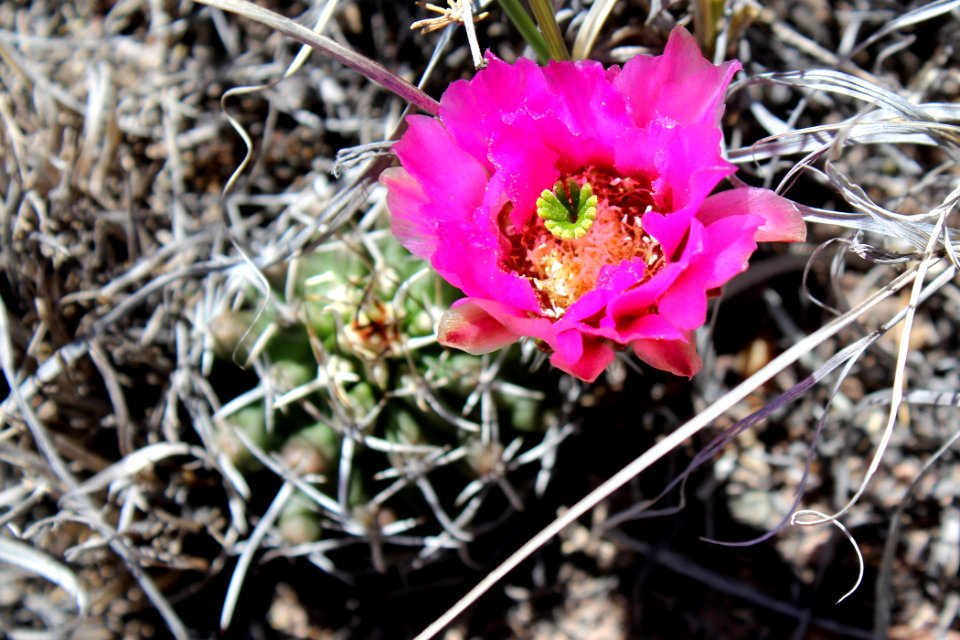 Fendler's hedgehog cactus (Echinocereus fendleri)