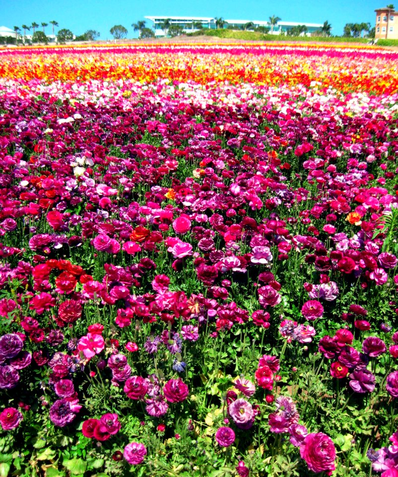 Parade of Purple, Carsbad, California
