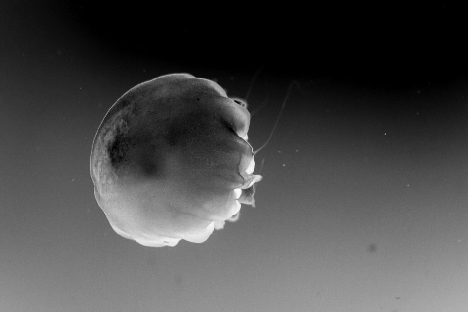 Jellyfish