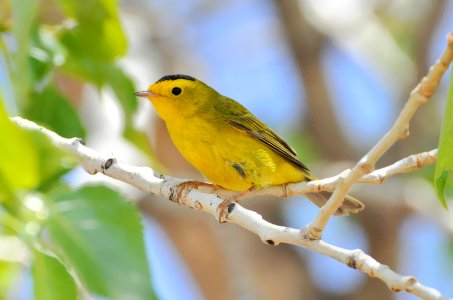 Wilson's warbler