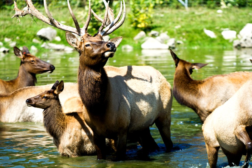 Bulk and his family