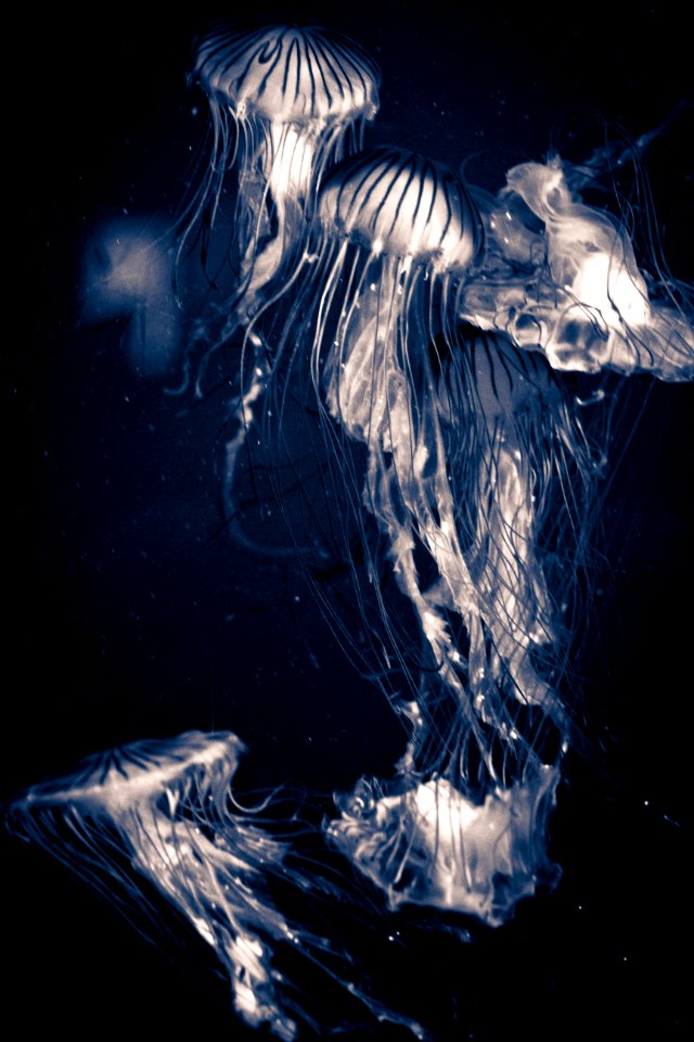 Jellyfish
