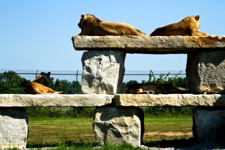 Lions photo