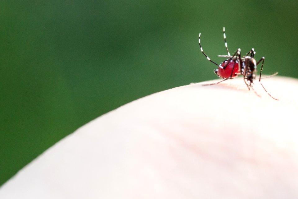 Asian tiger mosquito