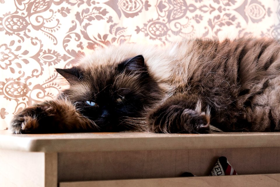 Himalayan Cat photo