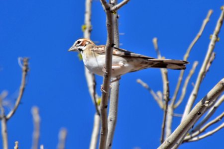 Lark sparrow photo