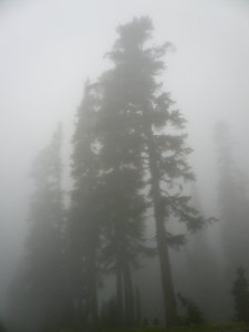 Mt. Rainier National Park