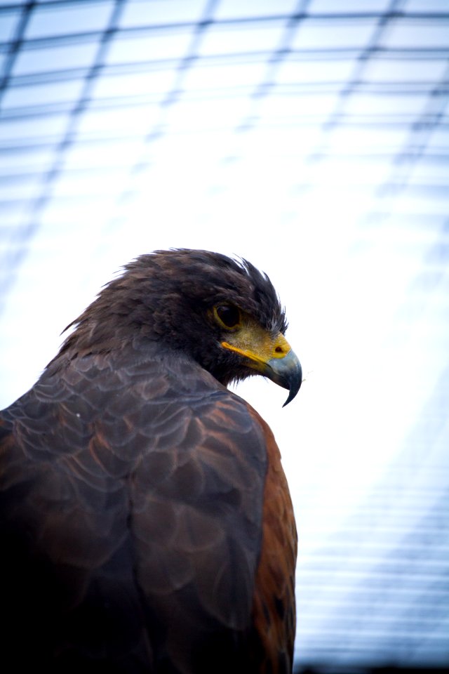 Golden eagle