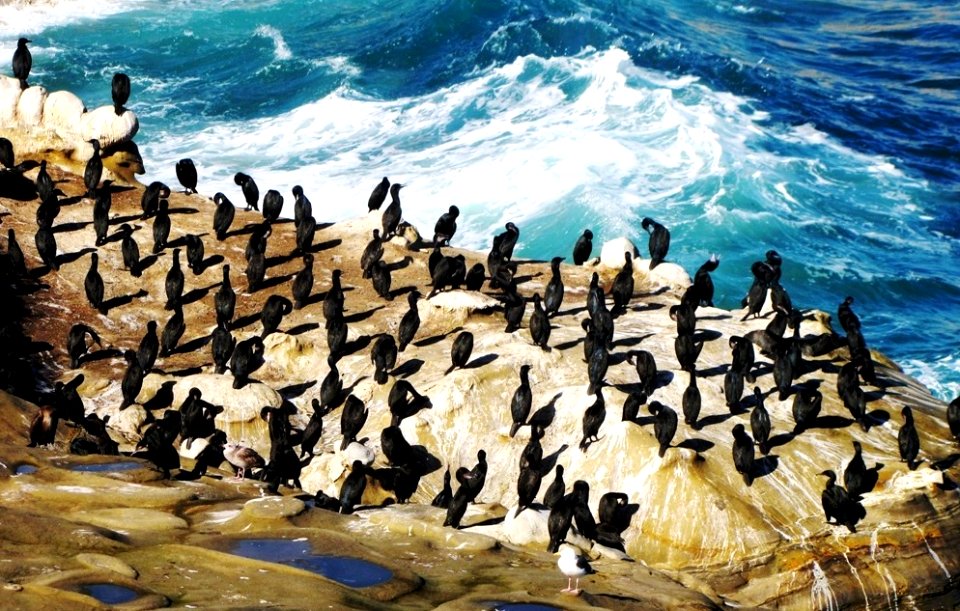 Black Bird City , La Jolla Cove