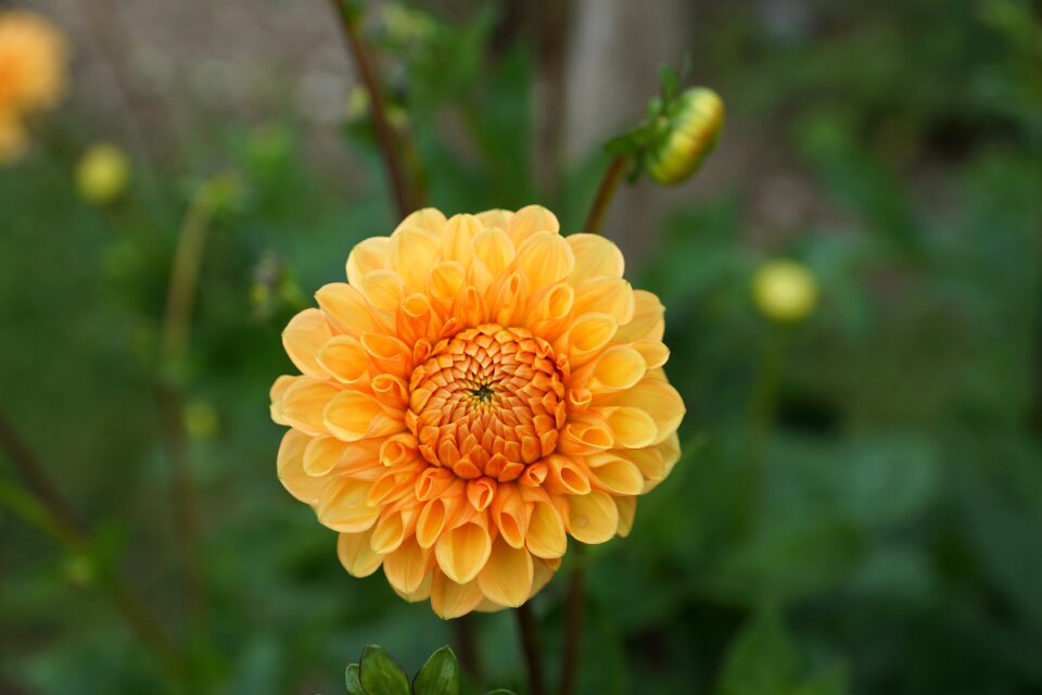 Orange green party