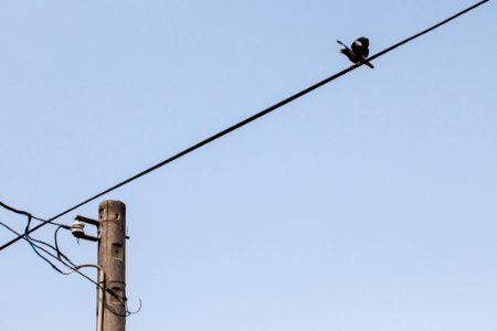 Bird on the telegraph pole
