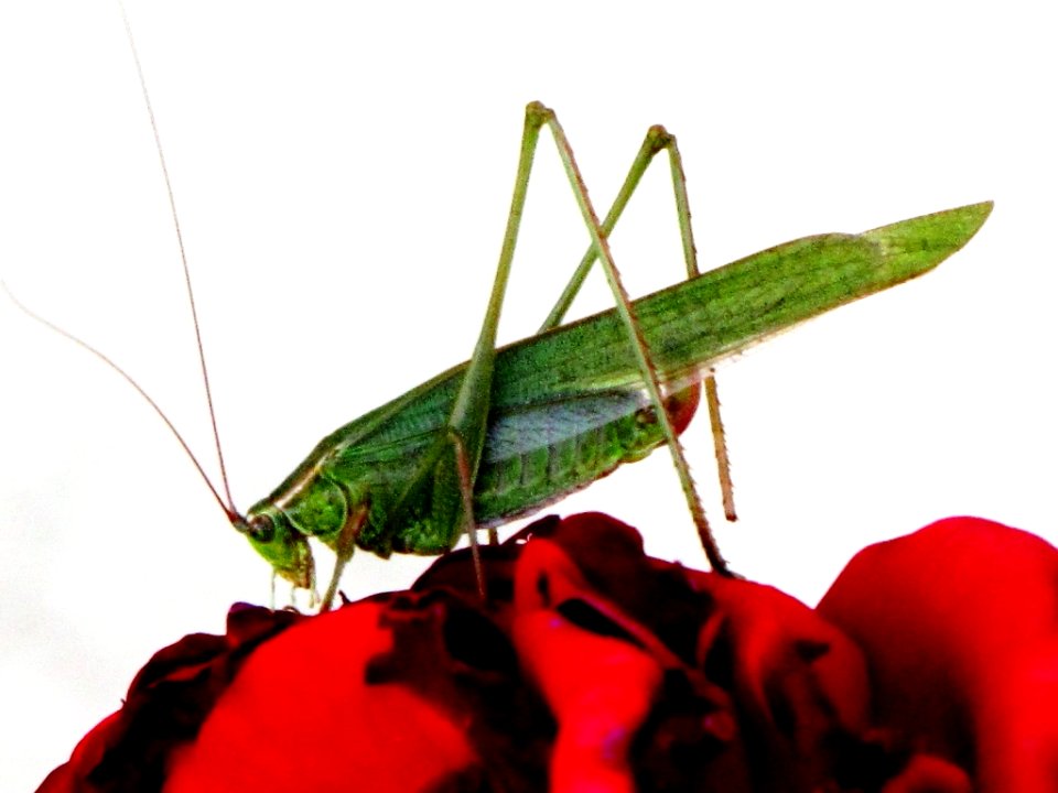 Cricket Science Facts
