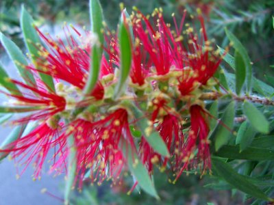 Bottlebrush Blossom at Lake Awoonga