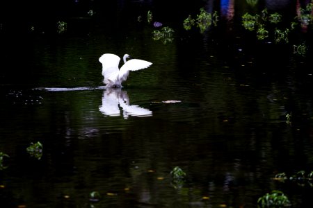 台北植物園天鵝 Swan, Taipei Botanical Garden