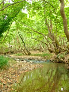 Vouraikos river, Peloponnisos photo