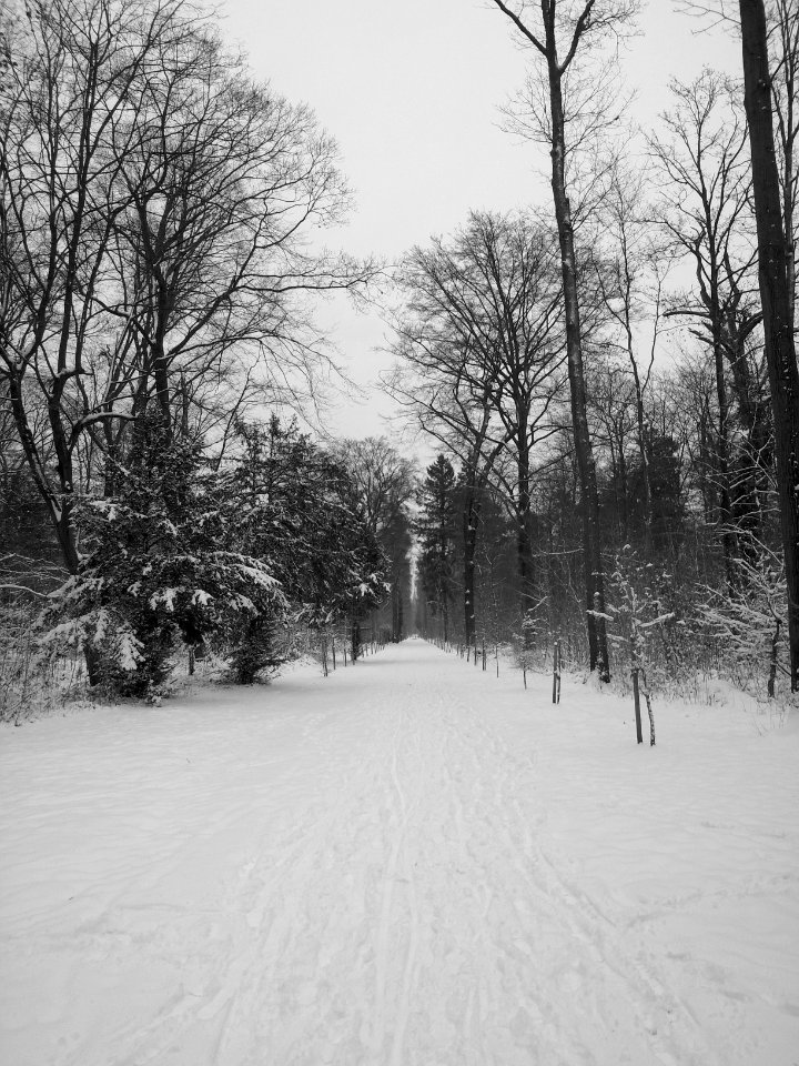 Lärchenallee im Winter 1