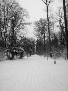 Lärchenallee im Winter 1