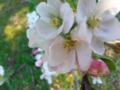 Apple blossoms photo