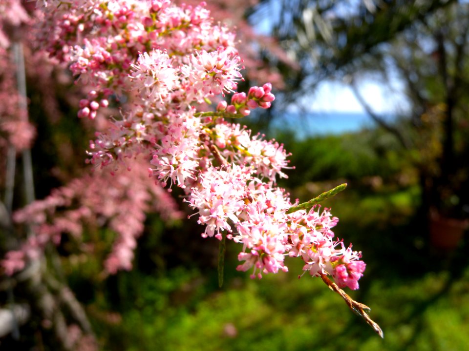 DSCN6606