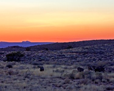 Mule Deer at Sunset Near Nizhoni Point