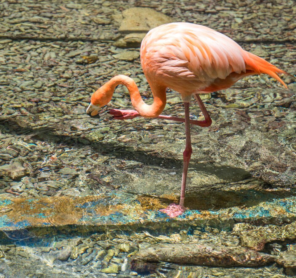 Bird nature animal