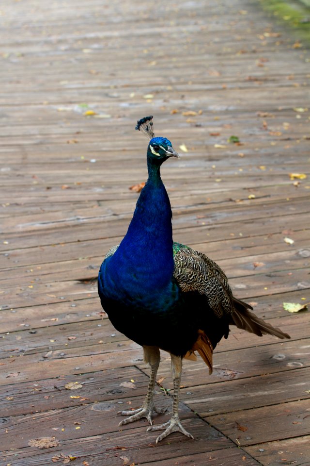 Indian peafowl