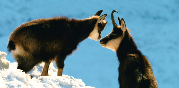 Mother's Love-Austria