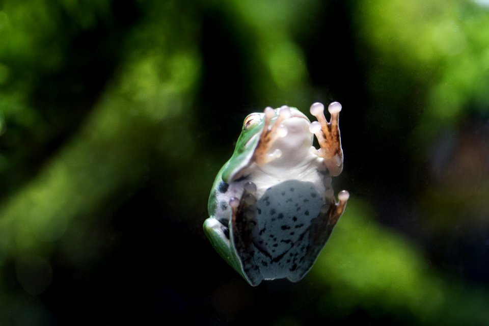 Frog on the wall