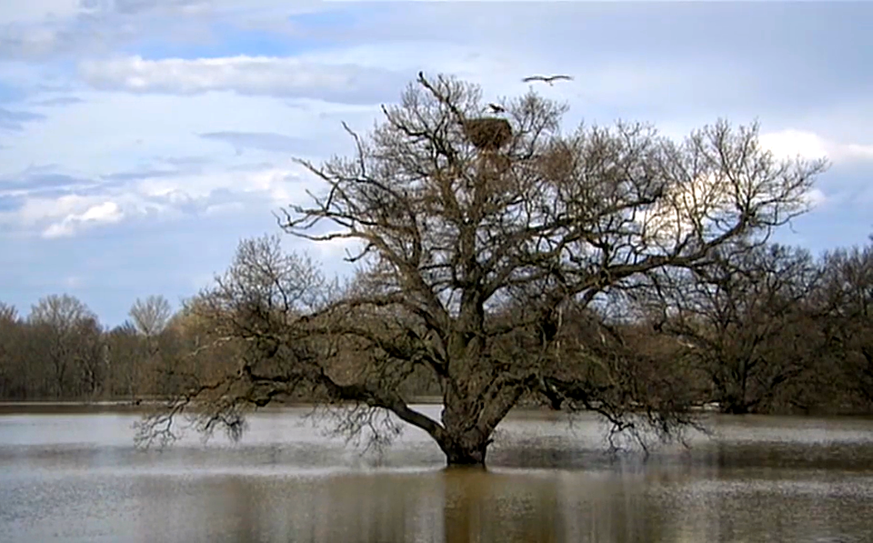Flooded Field-Austria