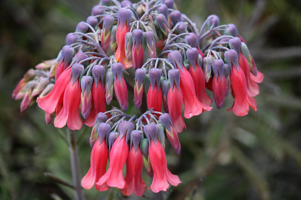 Flower bloom natural color