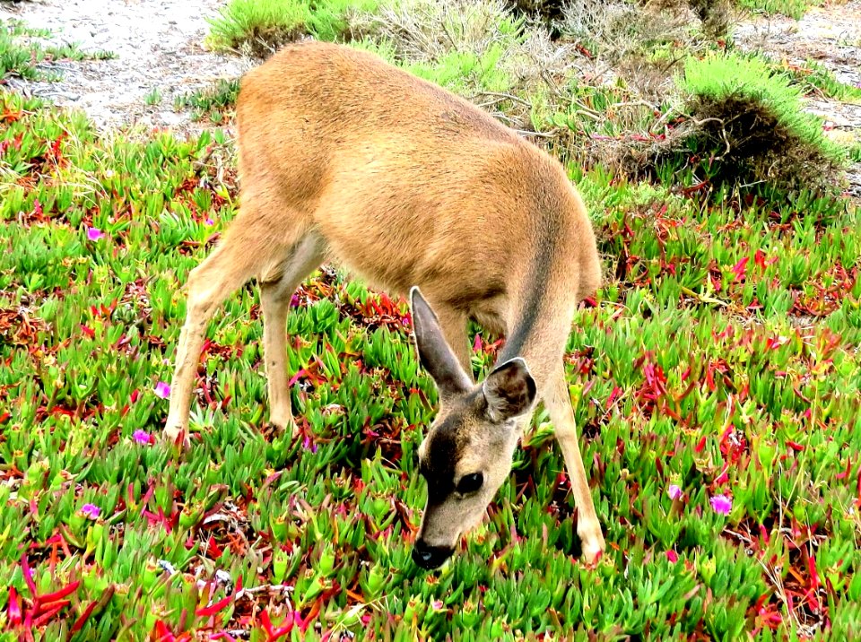 Deer in the Ice Plant