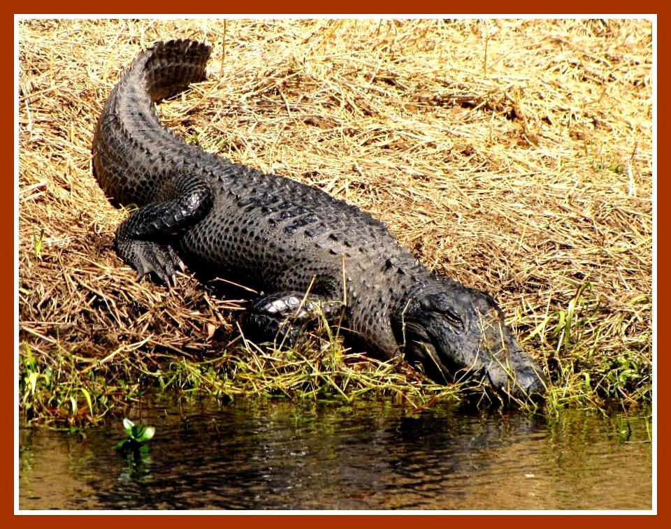 Florida Alligator Afternoon, Myakka River State Park, Florida