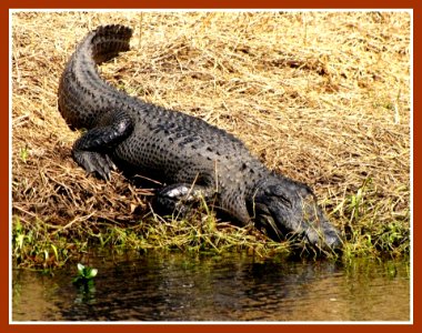 Florida Alligator Afternoon, Myakka River State Park, Florida