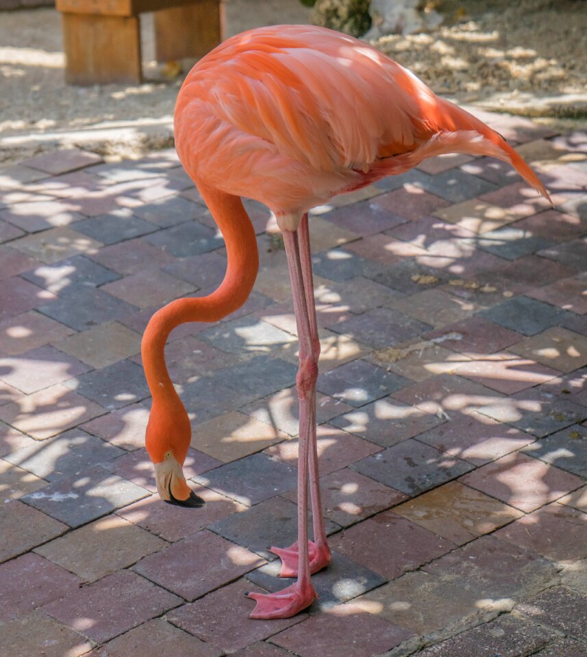 Nature animal wildlife