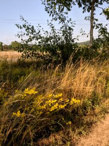 Landschaft am Ackerrand