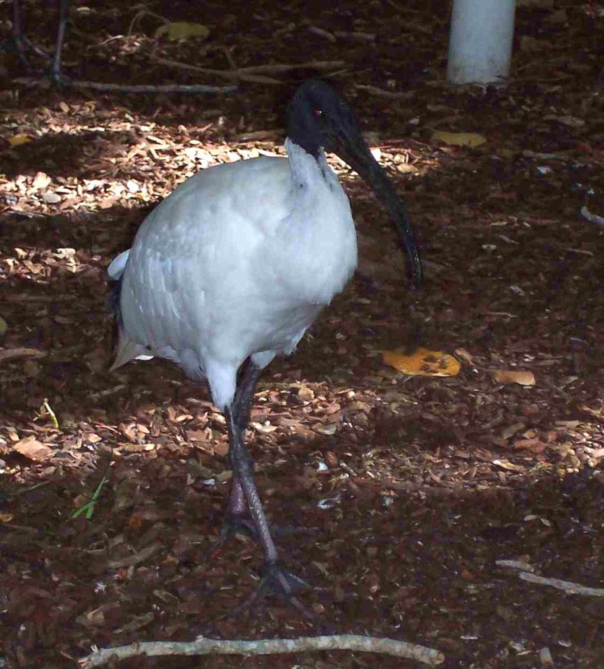 Australia White Ibis or Sacred Ibis