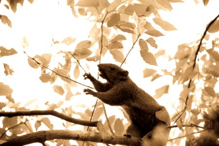 Mr. squirrel, you look like a mouse XD