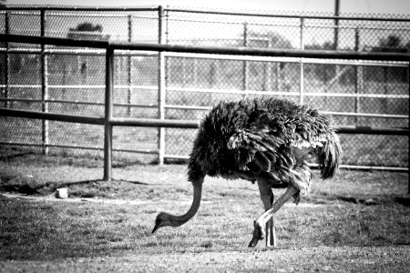 Ostrich photo