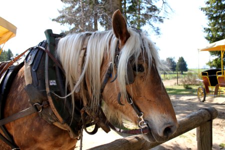 Horse