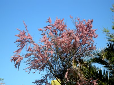 DSCN6617