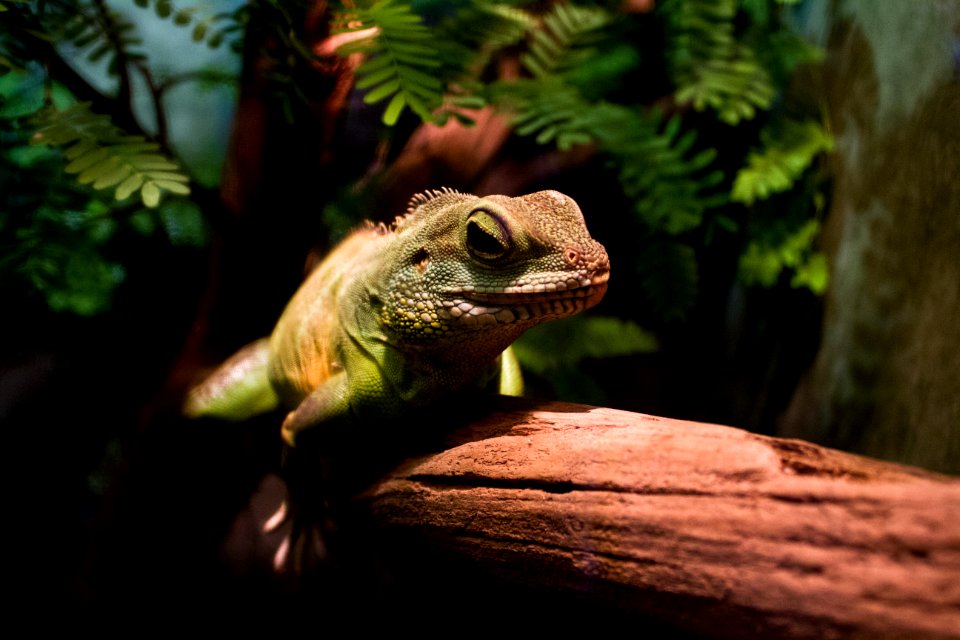 Green water dragon