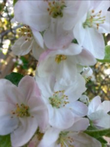 Apple blossoms photo