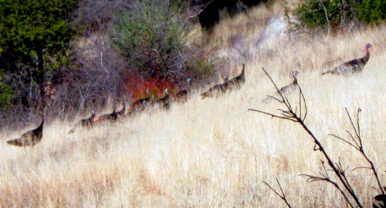 Holiday turkey parade, the wild ones photo