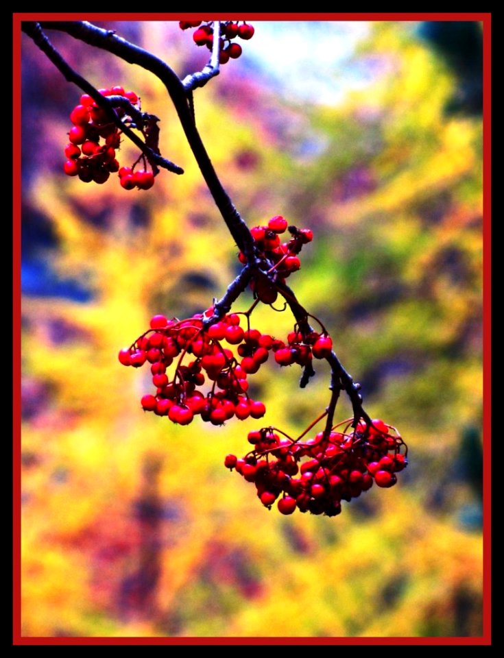Red Berries in a Yellow Forest