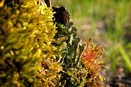 Fairy stump